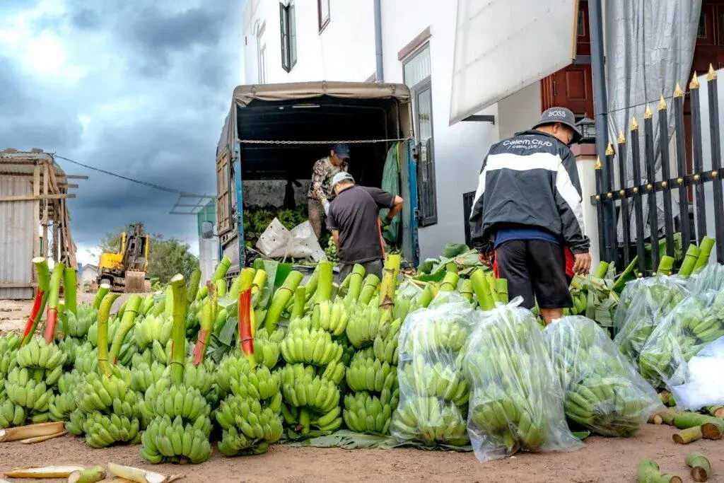 Workers packing bananas for supply chain transport