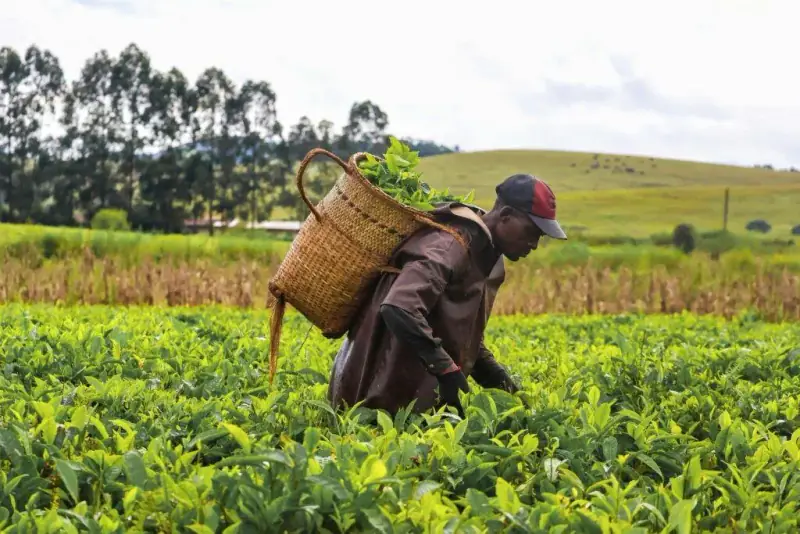 Tea plantation worker harvesting leaves