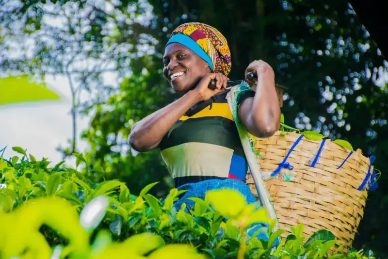 Agricultural worker with a harvest basket