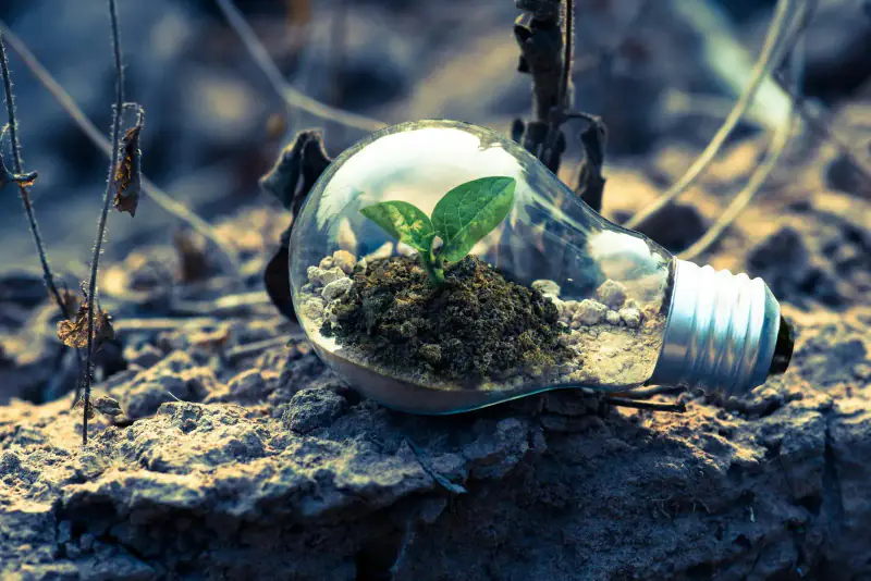 Seedling growing inside a lightbulb
