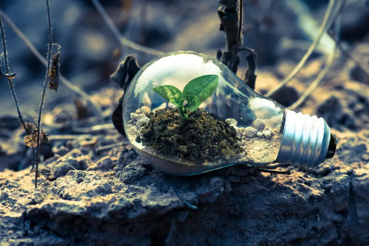 Seedling growing inside a lightbulb